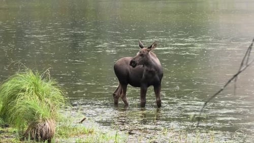 Baby moose in lake in Denali national park in Alaska