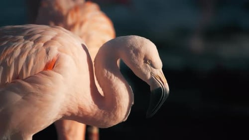 Close up of a pink flamingo walking in the sunset light
