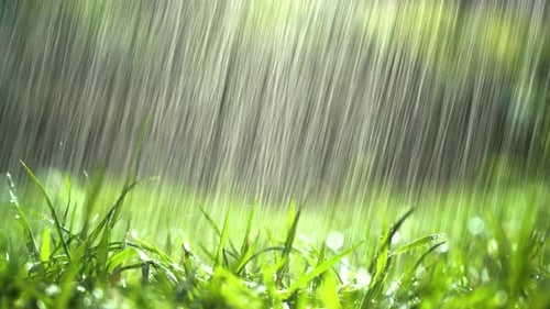 Rain Falling on Fresh Green Grass Close Up