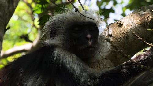 Zanzibar Red Colobus (Piliocolobus kirkii) monkey