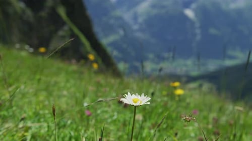 Wildflowers on a mountain slope