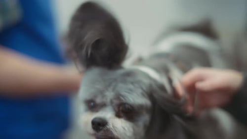 Shih tzu dog shaking at the veterinary clinic