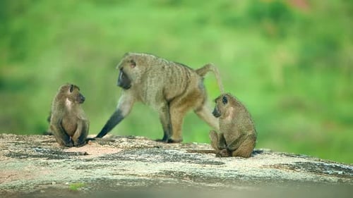 Baboon family sitting on a rock in Uganda Savannah