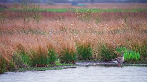 Grey heron taking flight from brown reeds on lake shore with geese.
