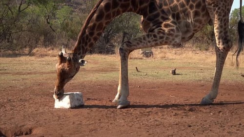 Giraffe leckt auf Salz