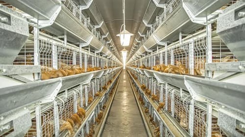 Poultry chicken egg farm with rows and levels of hens eating an laying eggs for large-scale producti
