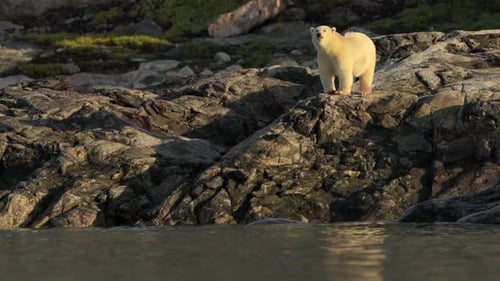 Eisbär frisst ein unbekanntes Tier in der felsigen Umgebung Grönlands
