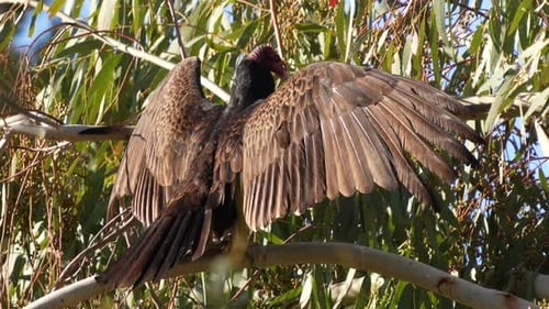 A huge brown Turkey Vulture warms its long wings in the morning sun - isolated