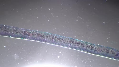 Jasminum Nudiflorum Leaf, 40-fach unter dem Mikroskop gefilmt, im Querschnitt und schräger Beleuchtung