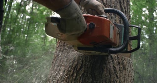 Cinematic Slow motion Chainsaw action cutting down a tree during tree felling.