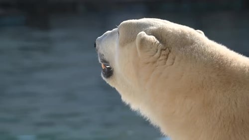 Majestic Polar Bear Enjoying the Morning Rays By the Water in a National Park