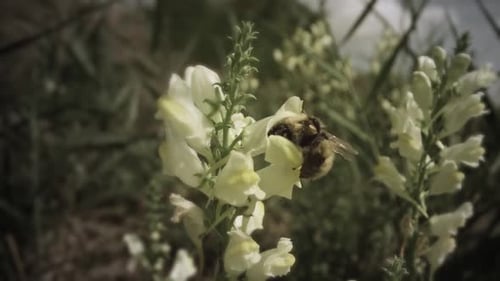 Bee Pollinating White Flowers in a Sunny Garden