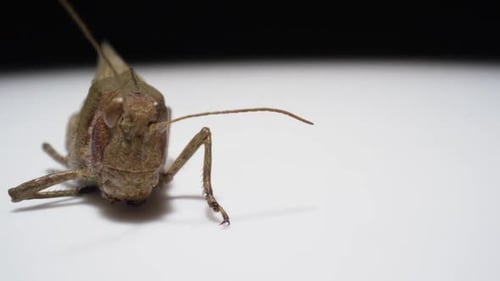 Makro-Bug - Rotierende Heuschrecke auf weißem Hintergrund