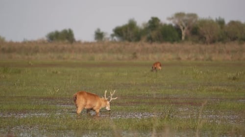 Male Marsh Deer Feeding In The Wetland With Blurred Animal And Forest In The Background. - wide shot