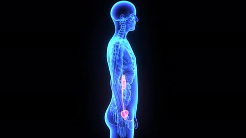 Visualisation médicale de l'anatomie du système urinaire humain