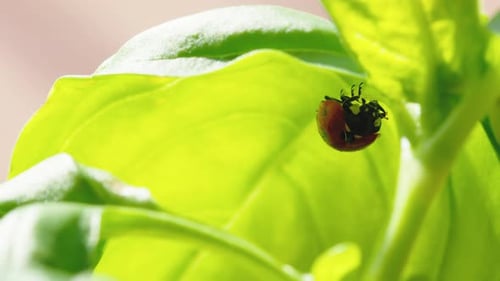 Ladybug in the Green Grass in the Forest