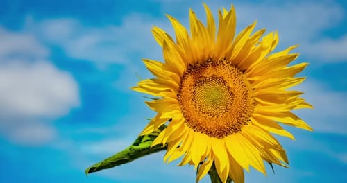 Bright Sunflower Against a Partly Cloudy Sky