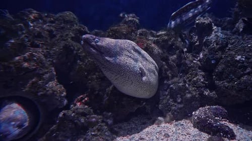 Close Up Colorful Tropical Fish of Different Species Swim Over a Beautiful Reef Covered with Hard