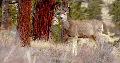 Baby deer grazing peacefully in snowy forest of the rocky mountains slow motion