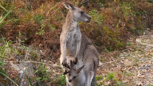Une mère kangourou tient un joey dans sa poche et se tient debout à mâcher de l'herbe parmi les arbustes