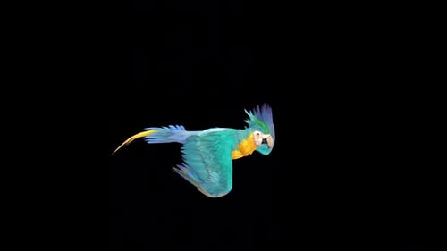Realistic Blue and Gold Macaw Flying Animation