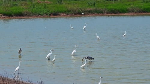 Nahaufnahme von Silberreiher, dem Silberreiher, der in der flachen Lagune des Vogelschutzgebiets fischt