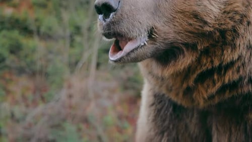 The Face of a Brown Bear Chewing Something Close Up Dangerous Brown Bear Wild Nature