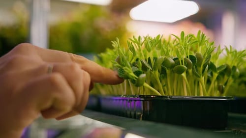 Agricultor comprobando los microvegetales, brotes en los estantes de una granja vertical, alimentos ecológicos, cultivando verduras saludables