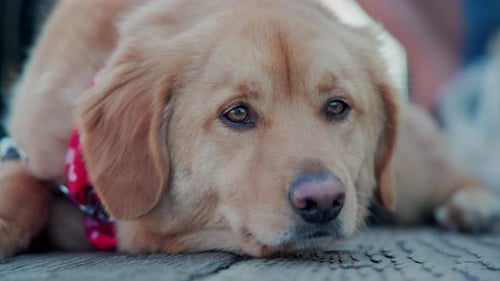 Close Up of Golden Retriever Puppy Laying