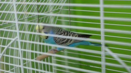 57 1 People take care of and play with budgies of the "Czech" breed.