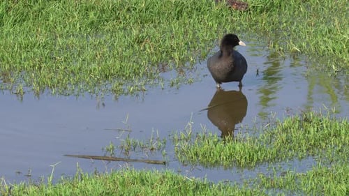 Eurasian Coot (Fulica atra)
