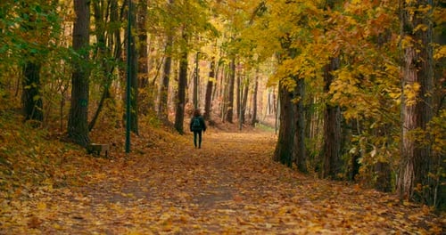 Stock video
Shot of lonely woman walking in the autumn forest pathway.Recreation and healthy lifest