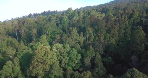 Aerial flyover deep forest trees woodland growing on mountain In Asia during sunny day
