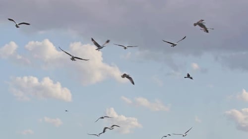 Flock Of Seagulls Flying Freely In Gray Blue Sky