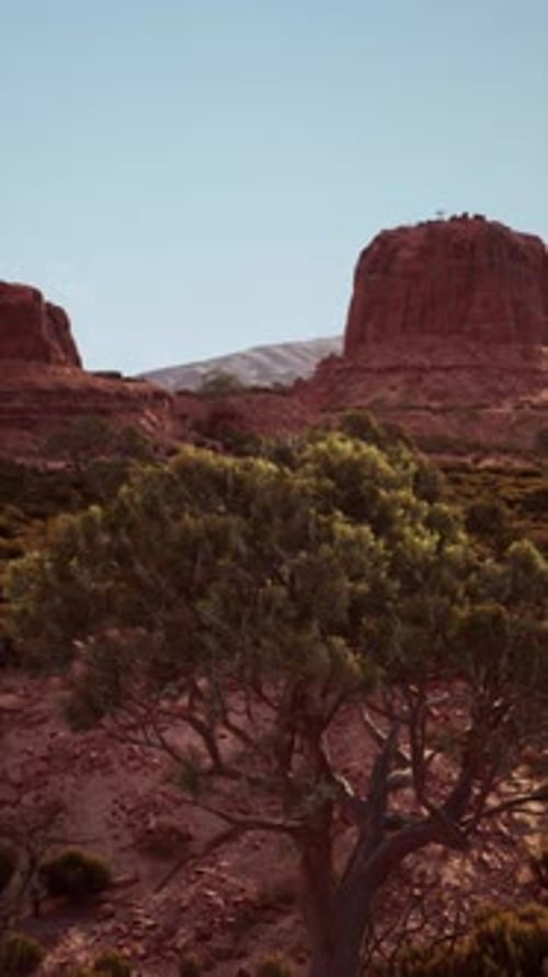 Lone Tree Standing in Desert Landscape