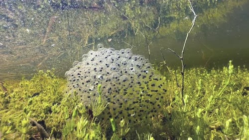 A
rã charneca (Rana arvalis) agarra ovos no fundo de um lago de águas claras. Estônia
.