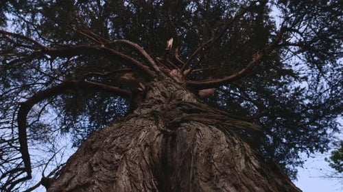 Moving Up Trunk of Large Tree