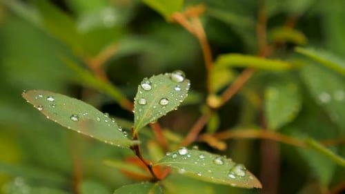 Water Droplets on Green Leaves, Nature Close-up