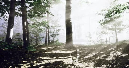 Sunlight Filters Through Trees in an Enchanted Forest at Dawn