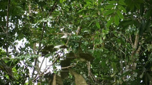 Lush Green Tropical Foliage Canopy in Verdant Forest