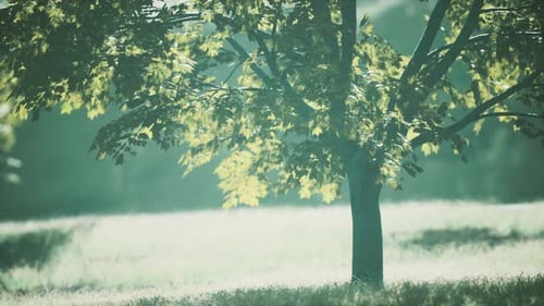 Üppige grüne junge Ahornblätter, die im Frühling von hellem Sonnenlicht beleuchtet