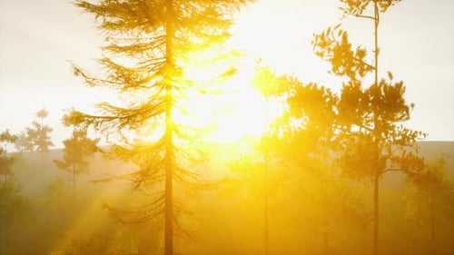 Enchanting Sunset Rays Shining Through Coniferous Tree
