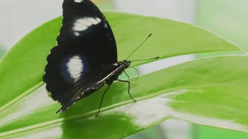 Exotischer Hypolimnas Bolina Schmetterling, Makro-Schwarz, flattert zarte Flügel, Dschungel