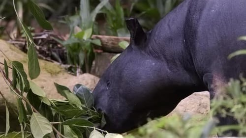 Black Malaysian Tapir Feeding On Leaves From Plant Life In The Forest - Close Up
