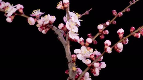 Weiße Blumen, Blüten an den Zweigen, Aprikosenbaum