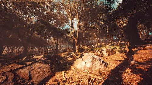 Enchanted Forest in Magical Light