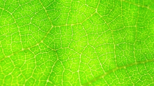 Un gros plan détaillé d'une feuille verte éclatante.