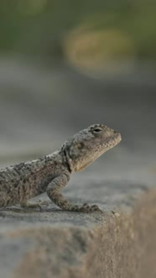 Closeup View On Lizard Oliviera