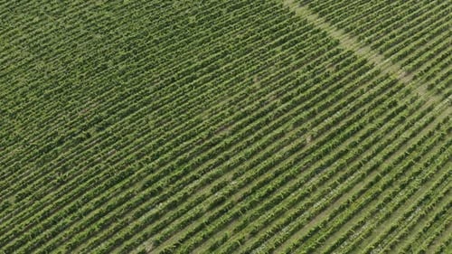 Aerial View of a Young Large Green Vineyard Garden