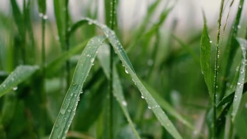 Green Grass Blades Covered in Water Droplets